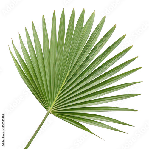 Photorealistic Palm Leaf Light Green Fan-Shaped Frond, Isolated on White Background