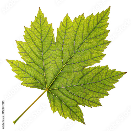 Photorealistic Sycamore Leaf Jagged Outline, Detailed Veins, Vibrant Green