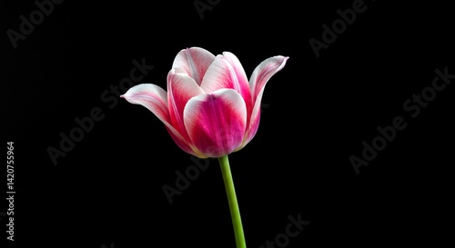 Isolated tulip flower with pink and white petals