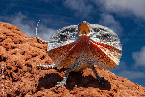 Australian Frilled Lizard from northern Australia