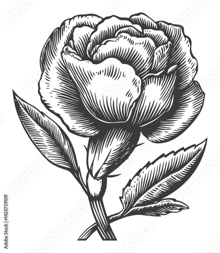 Hand-Drawn Engraving of a Peony Flower with Leaves and Details