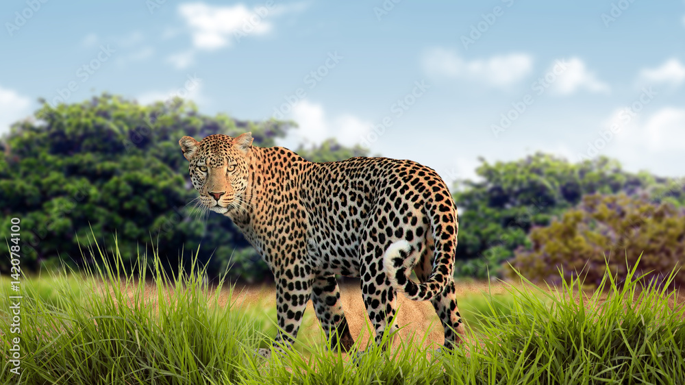 Obraz premium leopard in land of africa