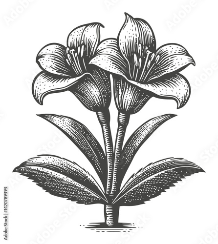 Hand Drawn Engraving of Elegant Lily Flowers in Vintage Style