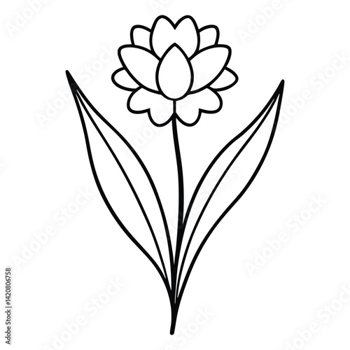 Armeria flower line art vector on white background 