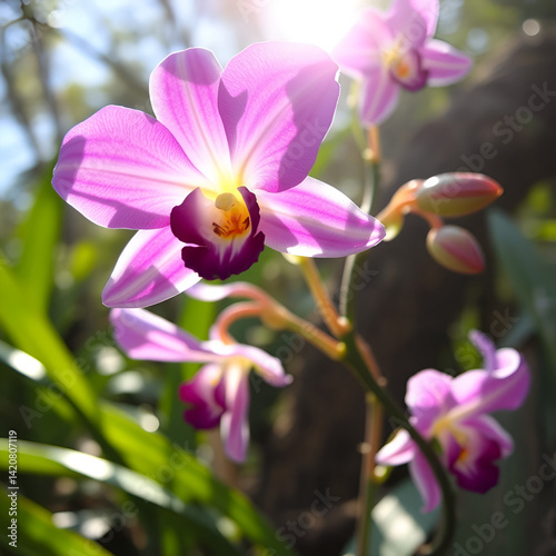 Cattleya Labiata flowers bloom in the spring sunshine, a rare forest orchid decorated in tropical gardens 2024 photo
