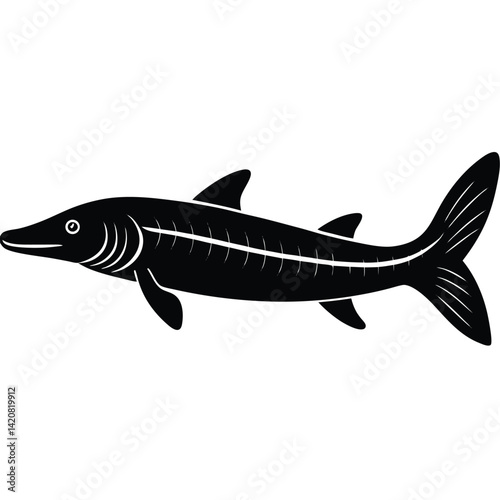 beluga sturgeon  vector