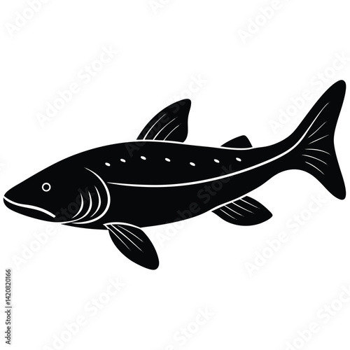 beluga sturgeon  vector