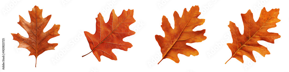 Obraz premium Vibrant autumn oak leaves