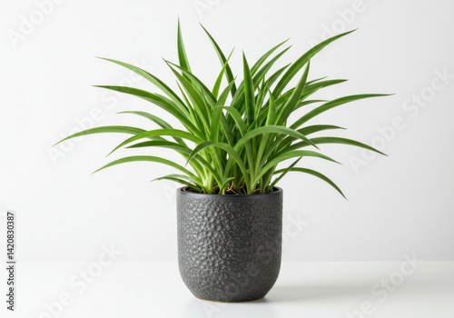 green plant in a pot