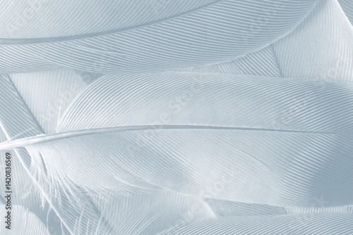 baby blue white gray feather wooly pattern texture for cool background