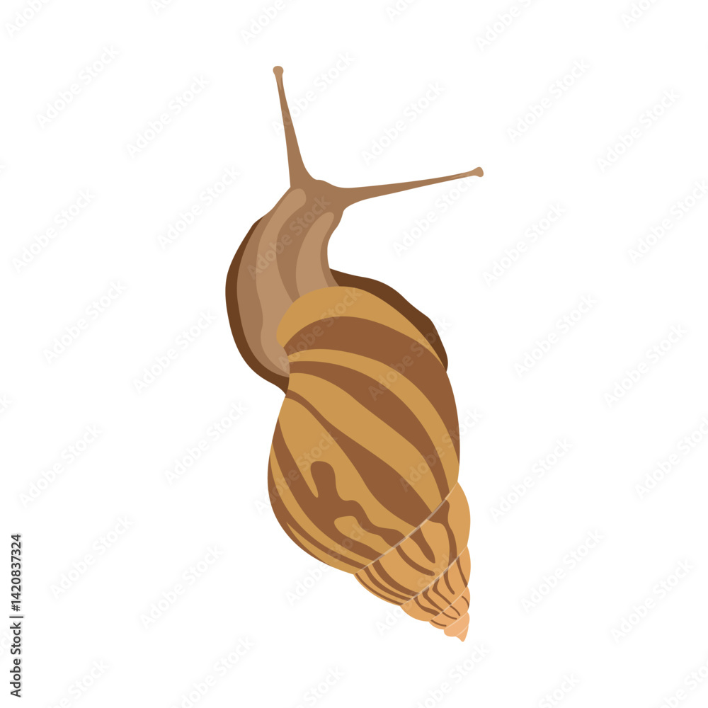 Snail vector illustration in cartoon flat style. Animal wildlife Gastropods in various color. Mollusca drawn best for infographic, education, and scientific illustration