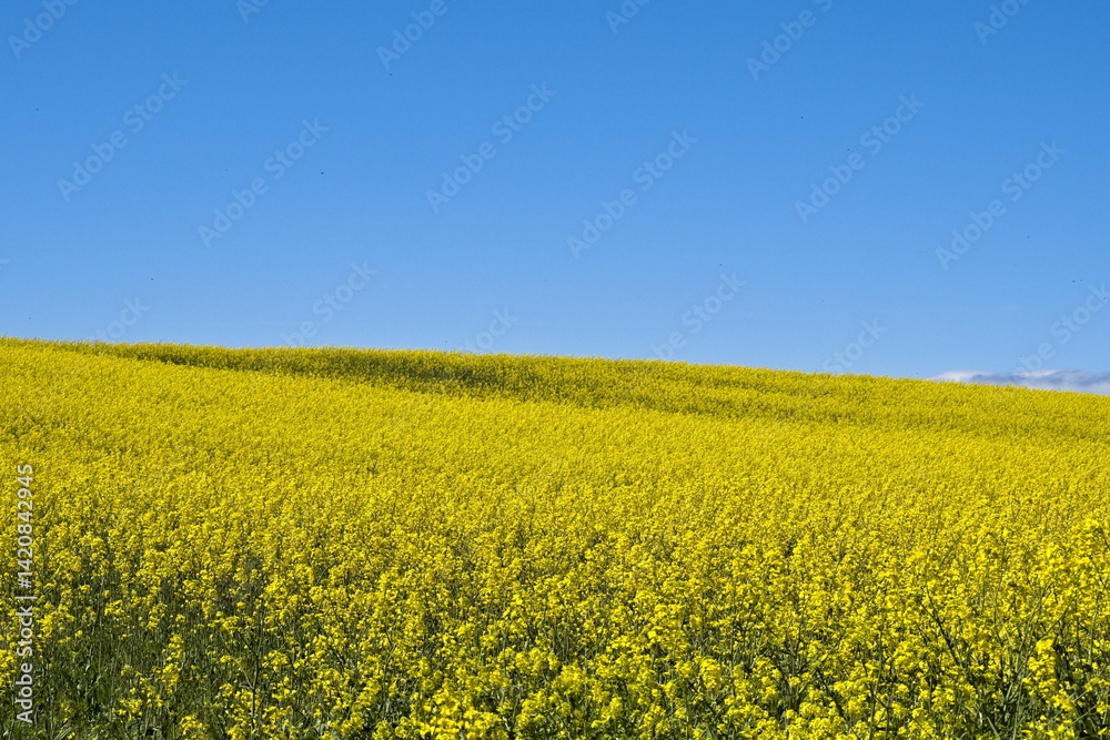 detail of an oilseed rape crop detail of an oilseed rape crop