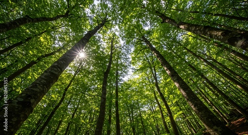 Looking up through tall trees in a dense forest with sunlight peeking through the canopy above us all