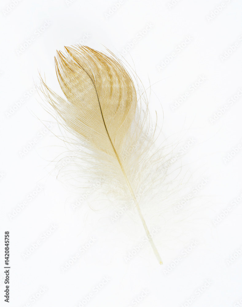 Fototapeta premium Beautiful eagle feather isolated on white background 