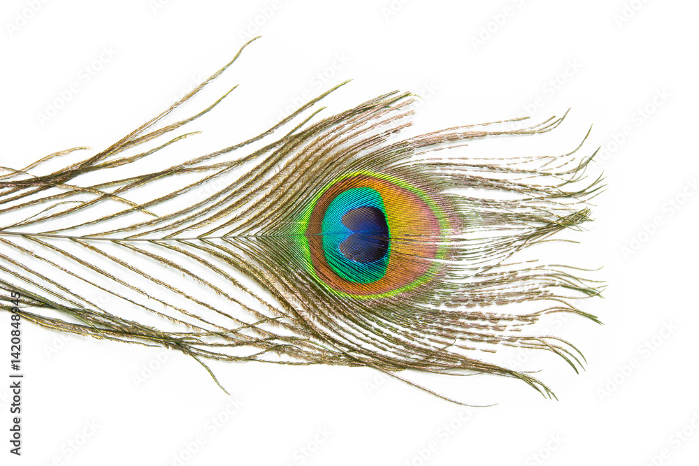 Obraz premium Beautiful peacock feather isolated on white background