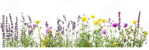 Vibrant Wildflower Meadow
