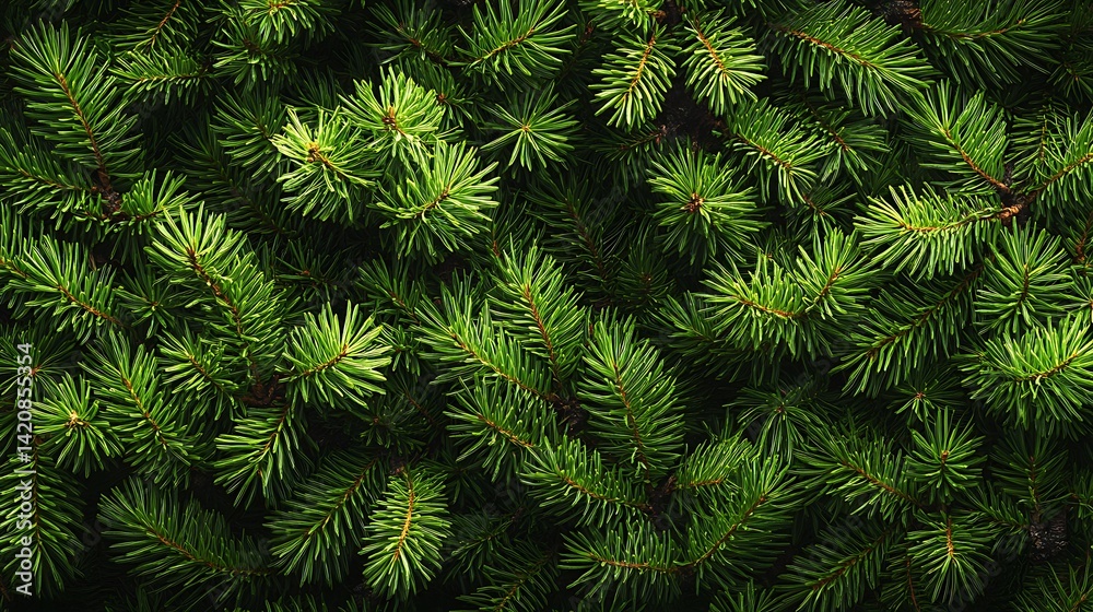 Background with pine tree branches, green color, dark background, Background with pine tree branches, green color, dark background,