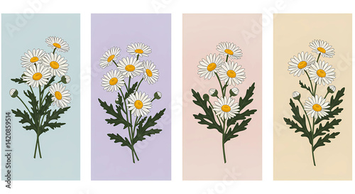 Four Vintage Botanical Daisy Flower Illustration Set on transparent Backgrounds
