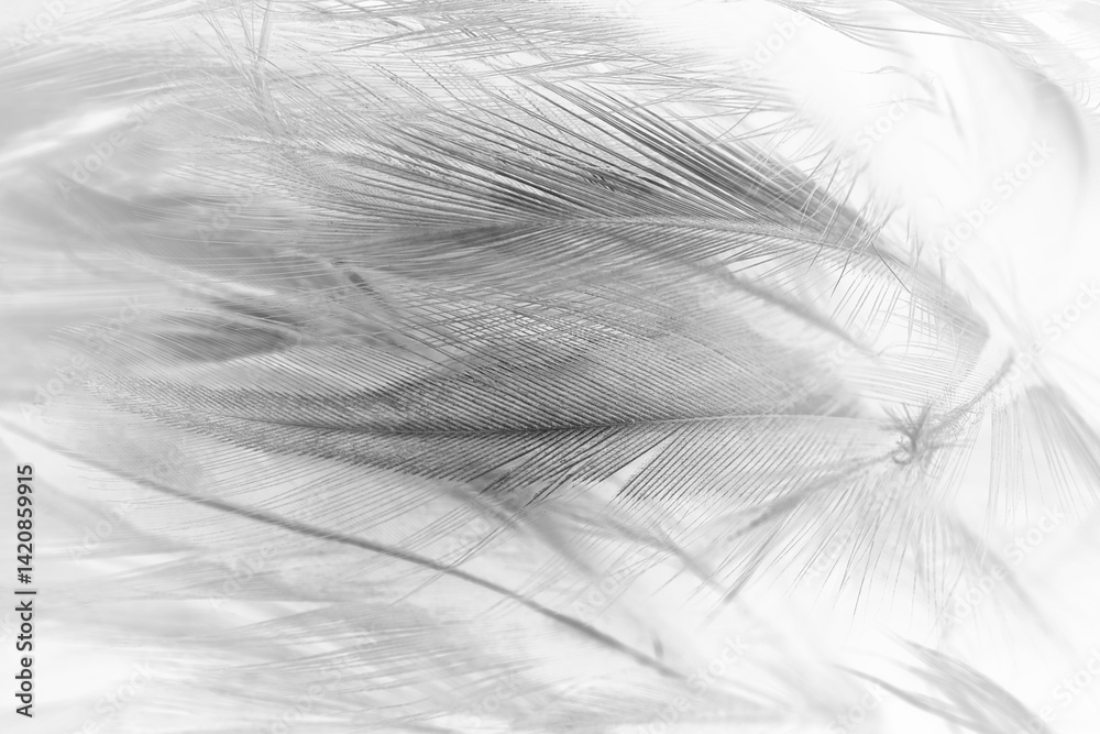 Obraz premium Beautiful black swan feather pattern texture background