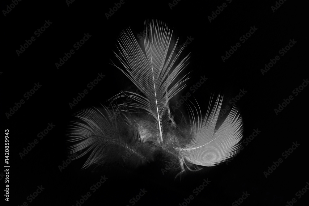 Obraz premium white feather isolated on black background