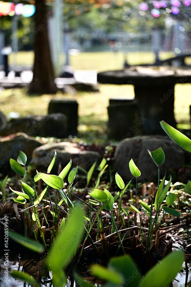 In a quiet park corner, early spring sunlight gently illuminates the fresh green leaves of ginger lily plants, still awaiting their blossoms by the water’s edge.
