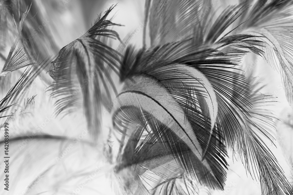 Obraz premium Beautiful black swan crow feather pattern texture background