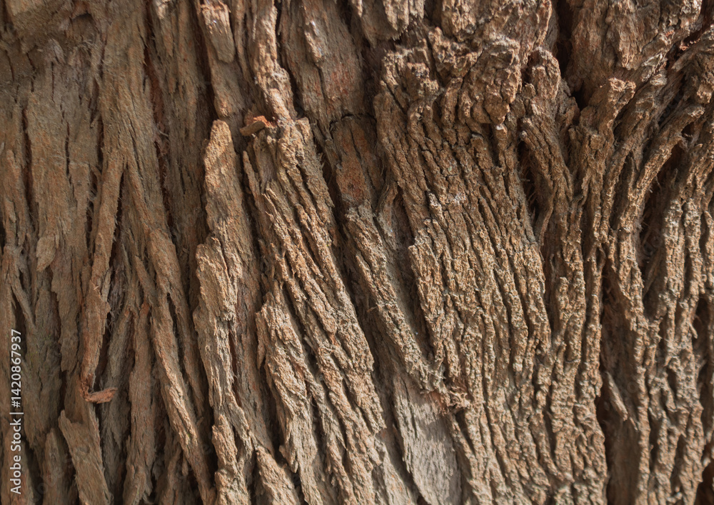 wood texture in high contrast and good resolution wood texture in high contrast and good resolution