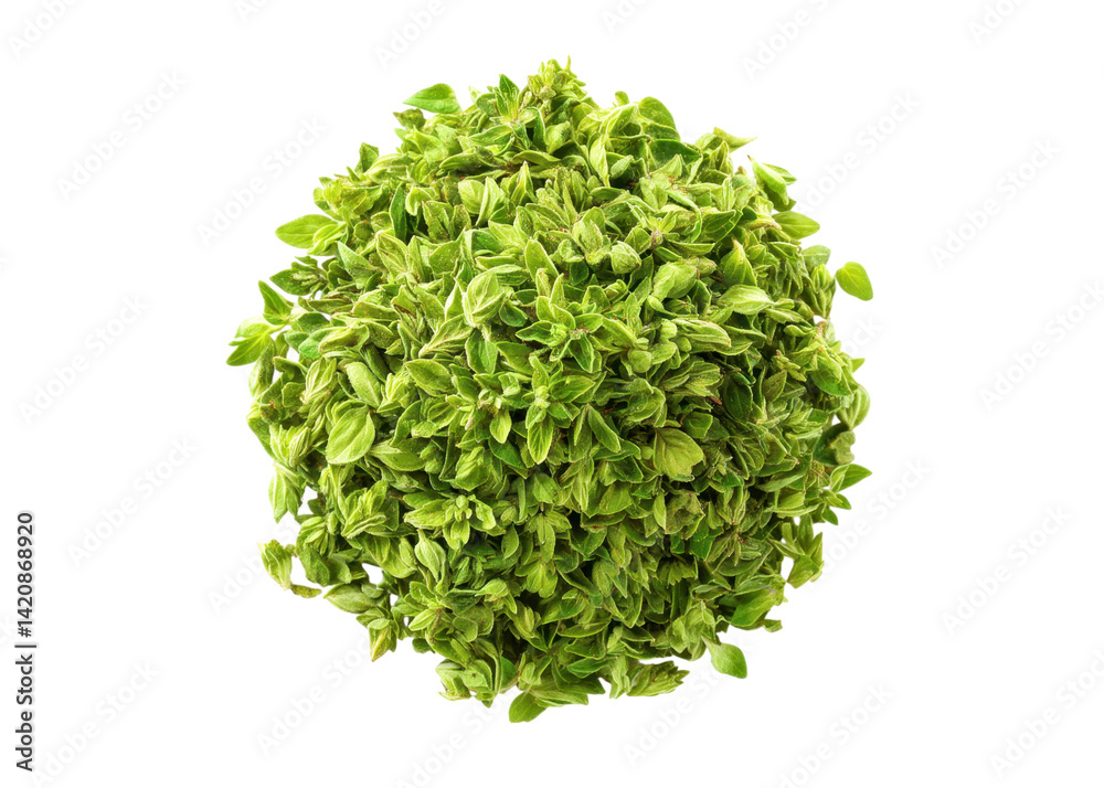 Fresh oregano plant on transparent background. Aromatic herb used in cooking. Fresh oregano plant on transparent background. Aromatic herb used in cooking.