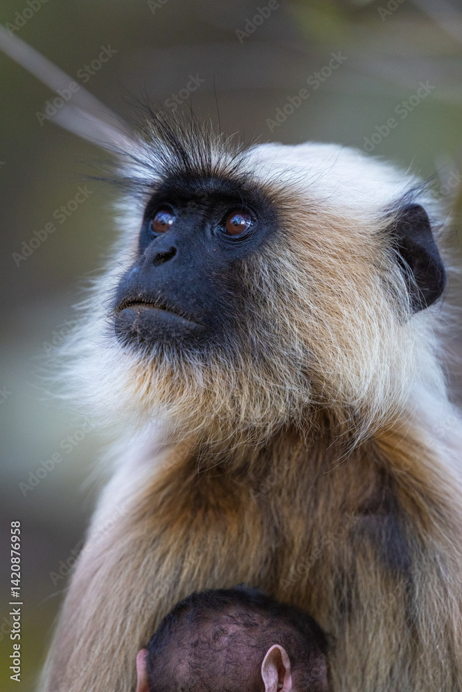 Obraz premium Portrait or face shot of Gray langur (semnopithecus entellus) with baby in Kanha National Park, India