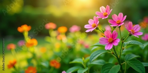 Lush citronella plant with colorful pink blooms in a sunny garden setting, blooms, lush
