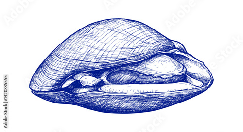 Ark Shell Clam Fish (Akagai) suitable for menu or any purposes, in Sketch Vector Style illustration Easy to recolor and resize