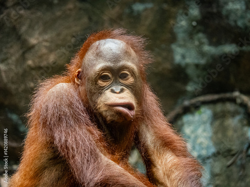 Orang utan Kalimantan smile and kiss 