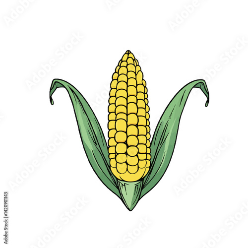 corn cobs isolated on white