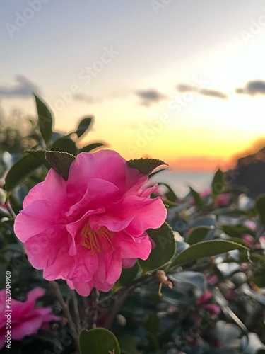 山茶花の花, 夕暮れ時の山茶花の花、海と夕日を背景にした山茶花の花、 濃いピンク色の花, 冬に咲く花