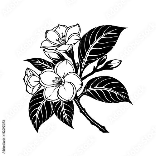 
Silhouette of jasmine flower with leaves and buds vector illustration
