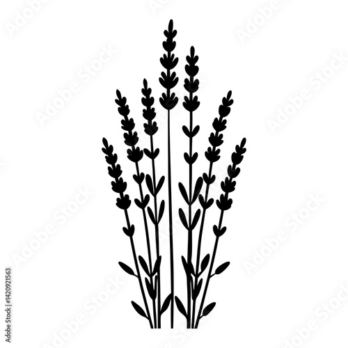
Silhouette of lavender flowers with leaves vector illustration