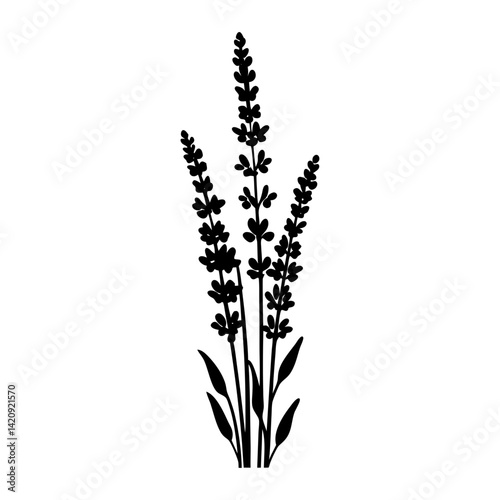 
Silhouette of lavender flowers with leaves vector illustration