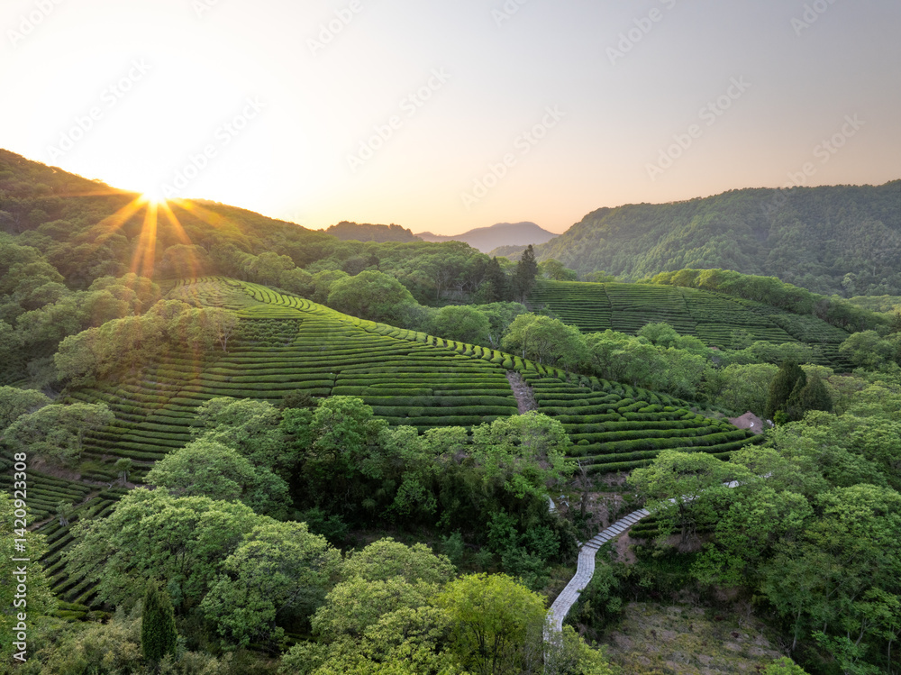 Fototapeta premium aerial view tea garden wiht sunset