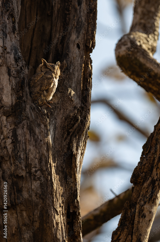 Indian Scops-Owl (Otus bakkamoena) sitting in a tree hole in Kanha National Park, India Indian Scops-Owl (Otus bakkamoena) sitting in a tree hole in Kanha National Park, India