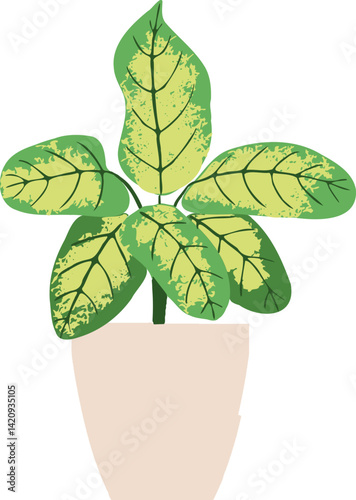 Houseplant Indoor potted plant dumb cane illustration