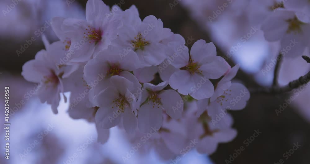 A slow motion of cherry bloom swaying in the wind at the park in spring close up
