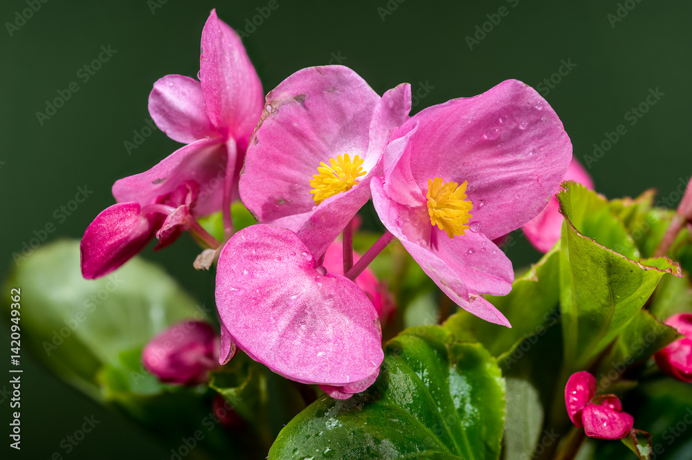 Vibrant Pink Begonia Blooms with Yellow Centers on Dark Green