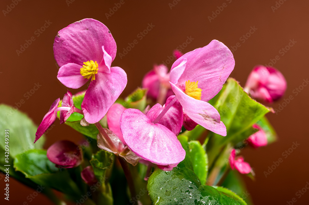 Delicate Pink Begonia Blossoms with Yellow on Warm Brown