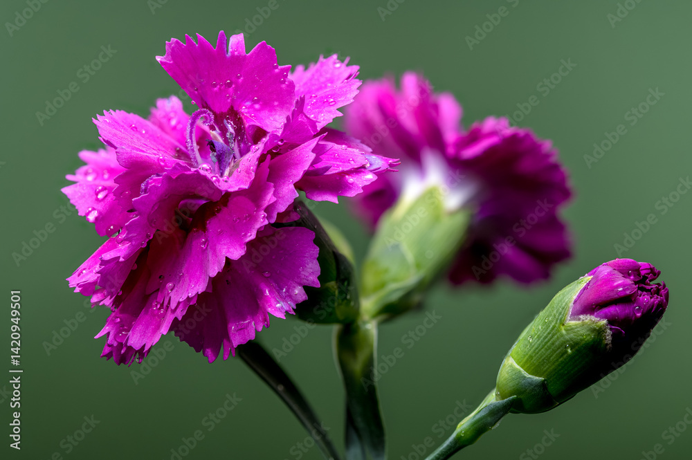 Vibrant Pink Carnations with Water Droplets on Soft Green