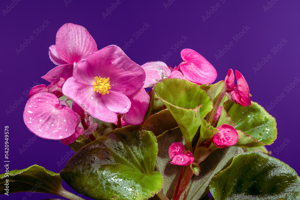 Luminous Pink Begonia Flowers with Yellow Centers on Purple