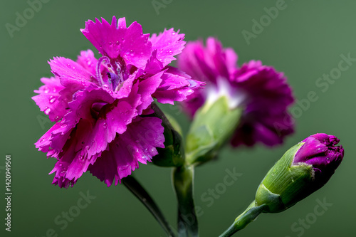 Obraz na płótnie Vibrant Pink Carnations with Water Droplets on Soft Green w salonie