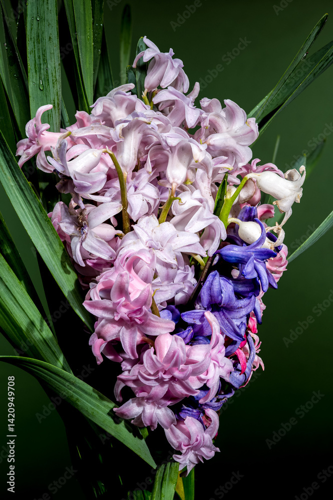 Spring Hyacinth Mix Pink, Purple, White Blooms on Green