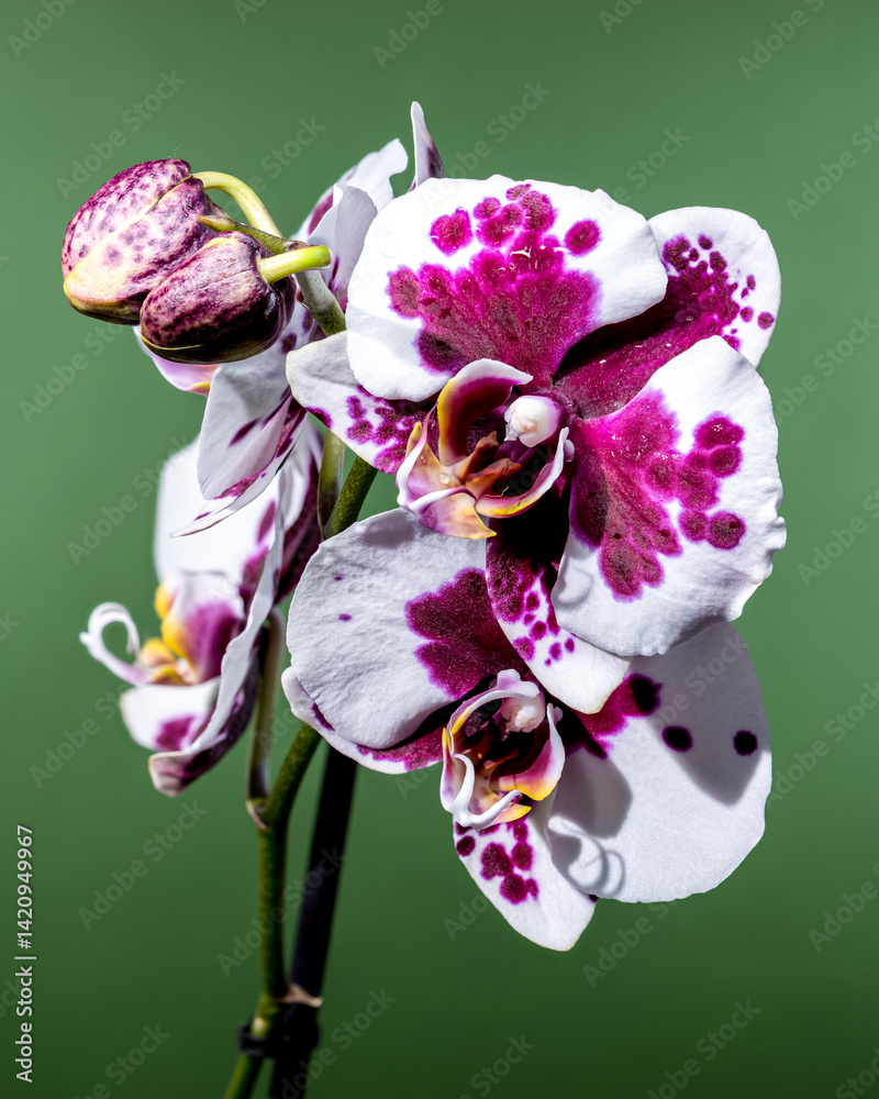 Elegant Purple Spotted Orchid on Soft Green