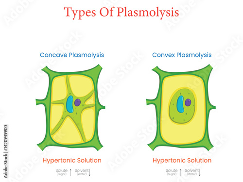 Illustration of Sawing Diagram Showing Types of Plasmolysis