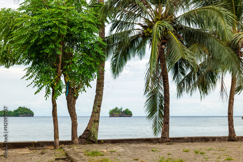 Fototapeta Naklejka Na Ścianę i Meble -  Coconut trees on the beach